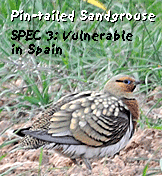 spanish steppes bird watching trips lleida pin-tailed sandgrouse photo